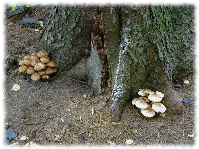 Houby u kořenů stromu